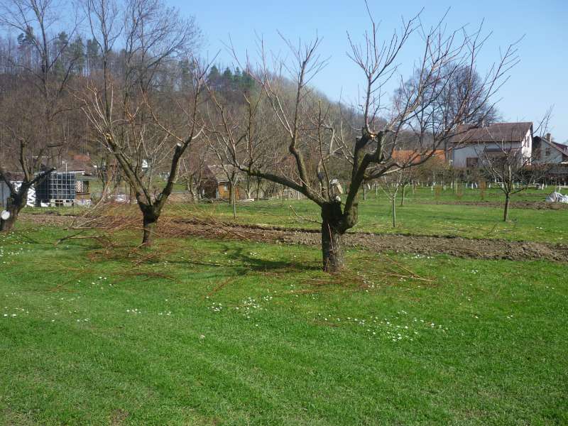 uklidit větve