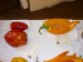 rajčata Břeťa Druhan a papriky Jaruška Smékalová